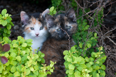 Camille & Beatrice