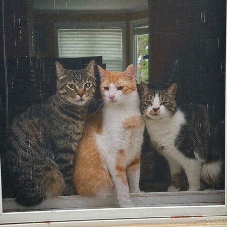 [Left to Right] Arlo, Butters, and Hilda