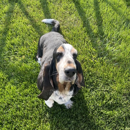 Henrietta 