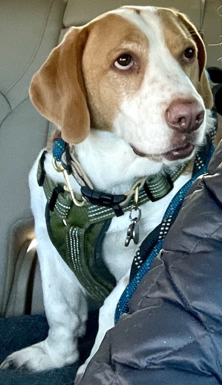 Dixon aka DixiDog