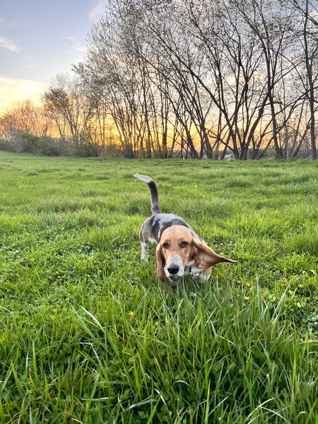 Rosie 