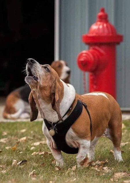 Watson 