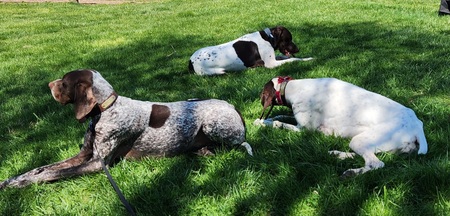 Shades of GSPs - Luke, Agnes and Josie (left to right)