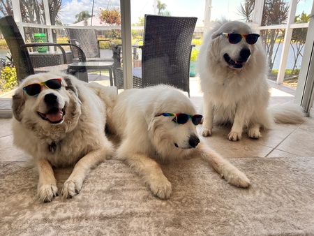 Lacey, Samson and Lilo