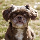 Entry image for Chewy