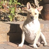 Entry image for Paco 