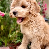 Entry image for Ginger