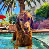 Entry image for Cooper