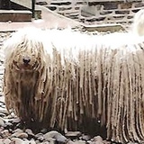 Entry image for Mufti 