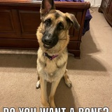 Entry image for Gracie
