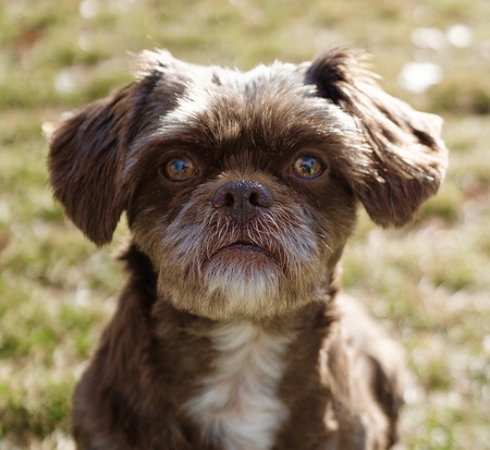 Entry image for Chewy. Clicking this image will show a larger photo