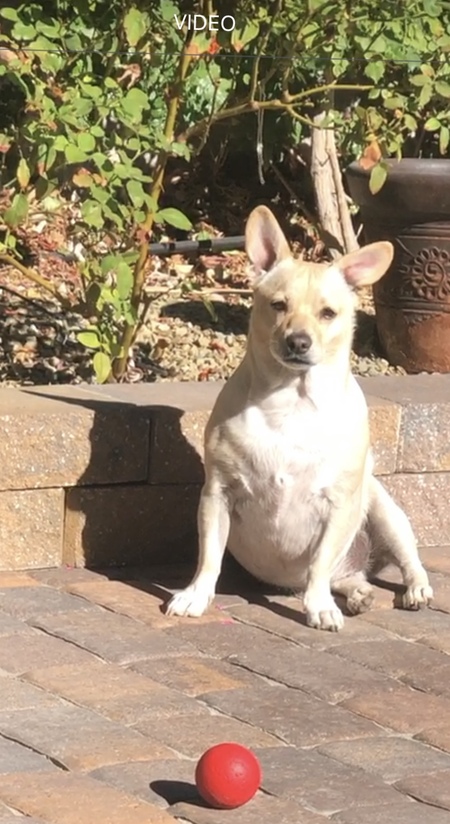 Entry image for Paco . Clicking this image will show a larger photo