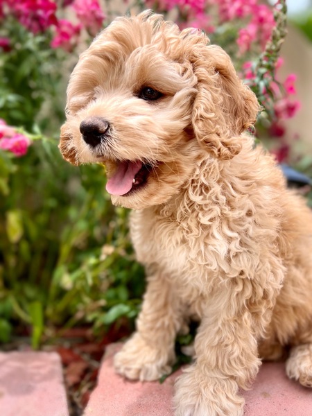 Entry image for Ginger. Clicking this image will show a larger photo