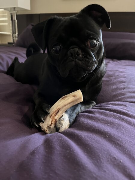 Entry image for Harlee. Clicking this image will show a larger photo