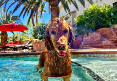 Entry image for Cooper. Clicking this image will show a larger photo