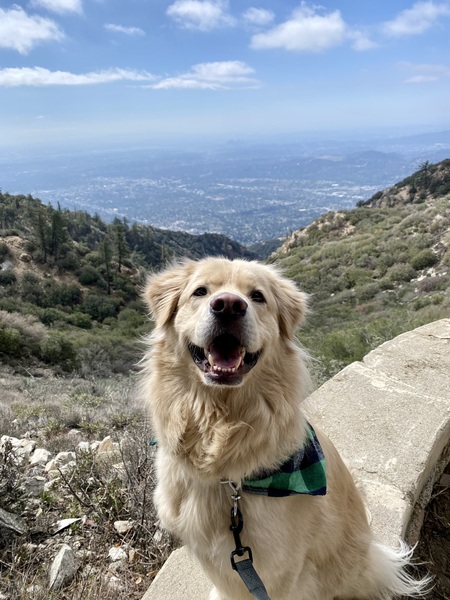 Entry image for Loki. Clicking this image will show a larger photo