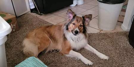 Entry image for Lucy. Clicking this image will show a larger photo