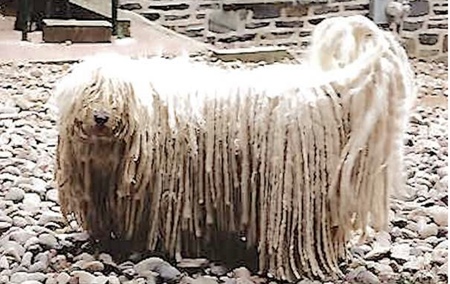 Entry image for Mufti . Clicking this image will show a larger photo