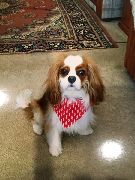 Entry image for Rocky. Clicking this image will show a larger photo
