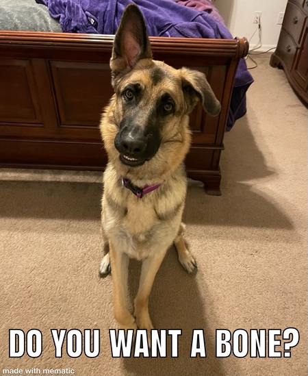 Entry image for Gracie. Clicking this image will show a larger photo
