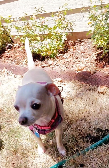 Daisy