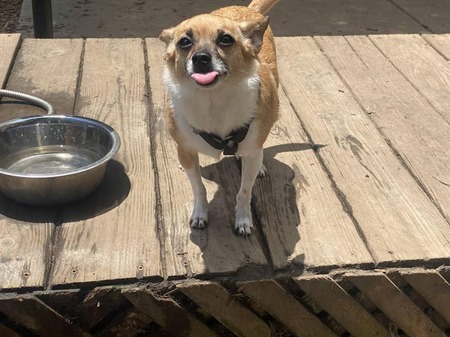 Maya