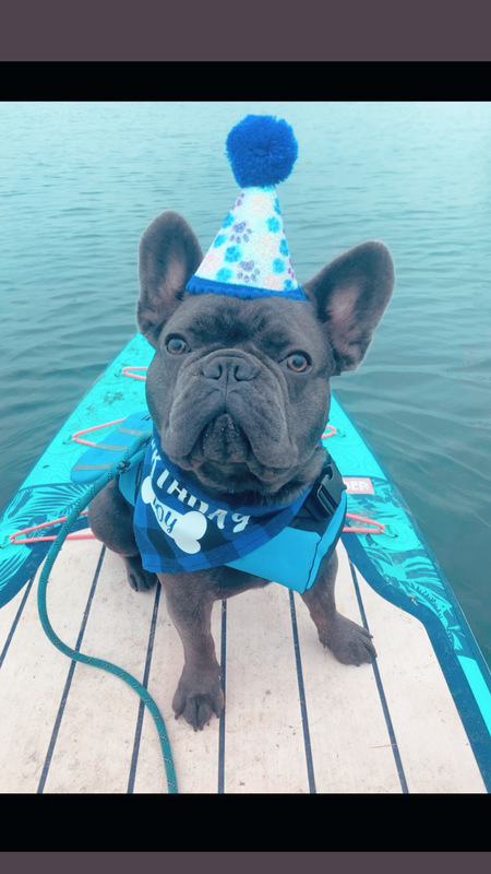 BLUEY the Blue Brindle Frenchie