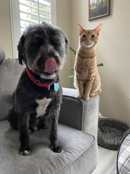 Oscar the dog and Waffles the cat