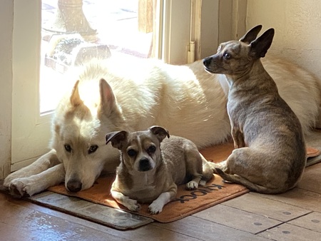 Apache, Chance, & Tazz