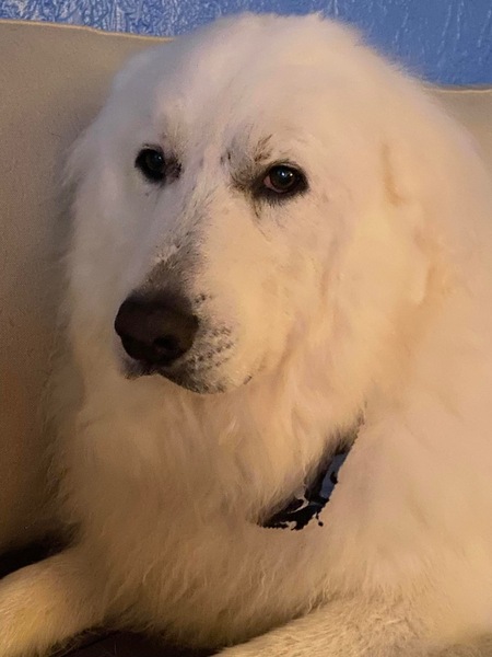 Polar