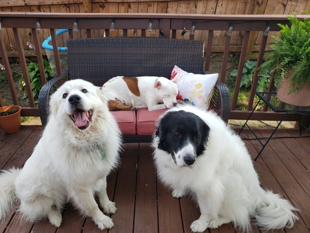 PENNI, WAYLON, MAGNOLIA