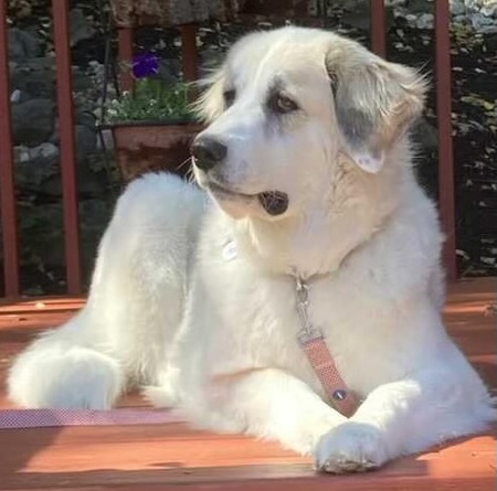 Desi