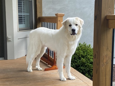 Yukon Charles