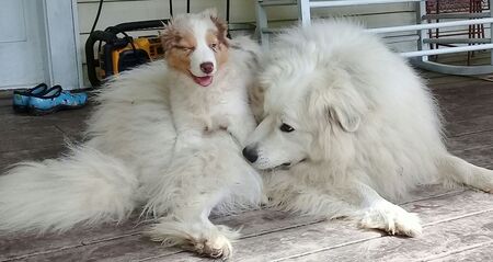 Maya and Aussie puppy Levi