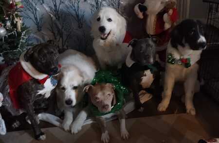 Chase,Zues,Beauty,Jazzy,Braunson,Thor