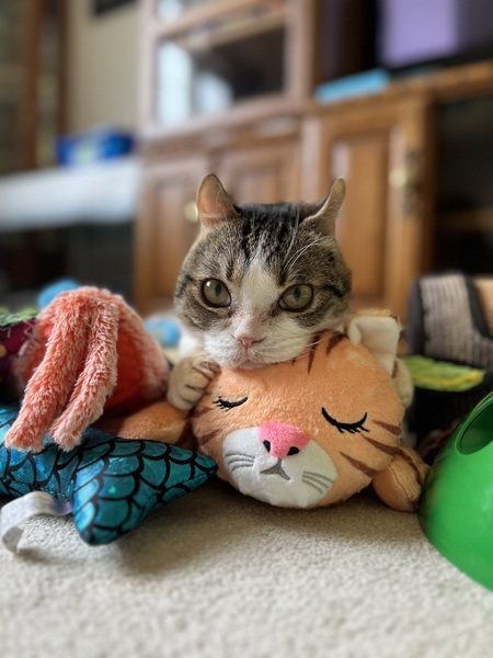 Entry image for Sasha. Clicking this image will show a larger photo