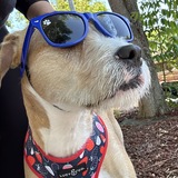 Entry image for Chilli