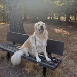 Entry image for Boomer