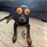 Entry image for Rocky