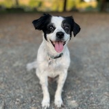 Entry image for Goose