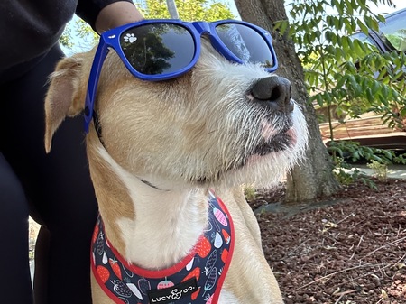 Entry image for Chilli. Clicking this image will show a larger photo