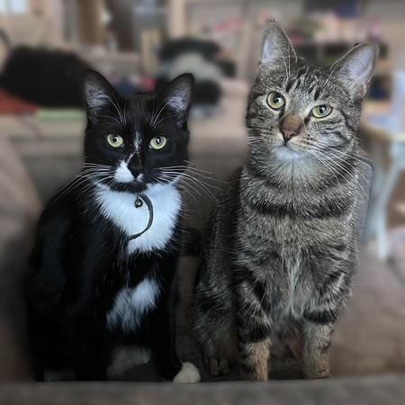 Entry image for Cuddles and Cozy. Clicking this image will show a larger photo