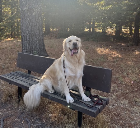 Entry image for Boomer. Clicking this image will show a larger photo