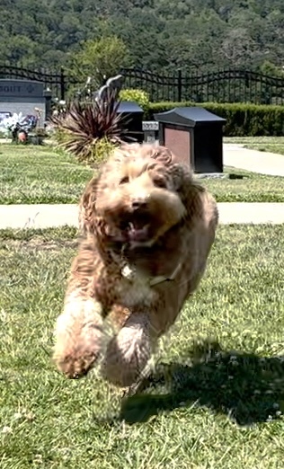 Entry image for Pip. Clicking this image will show a larger photo