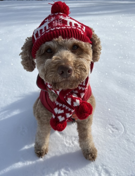 Entry image for Myrtle . Clicking this image will show a larger photo