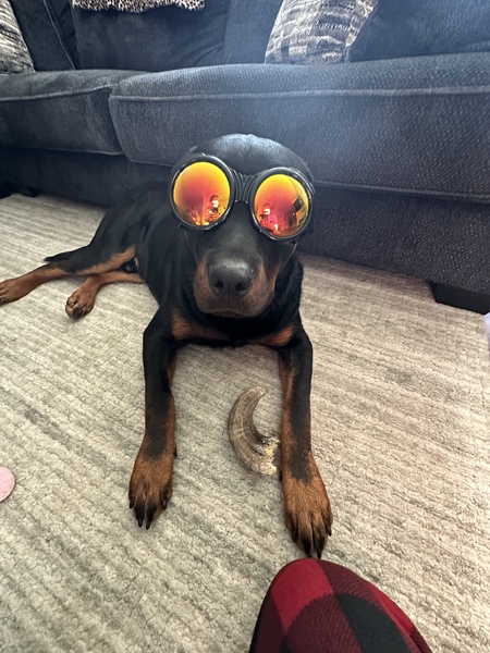 Entry image for Rocky. Clicking this image will show a larger photo