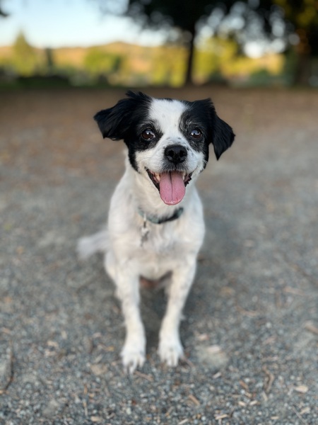 Entry image for Goose. Clicking this image will show a larger photo