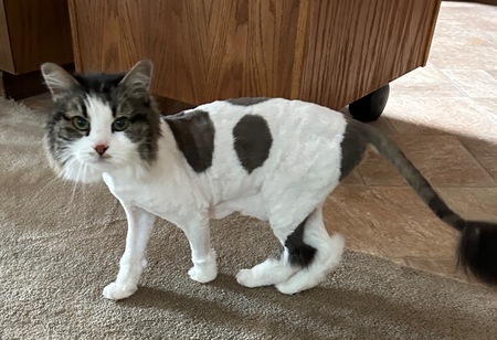 Patches