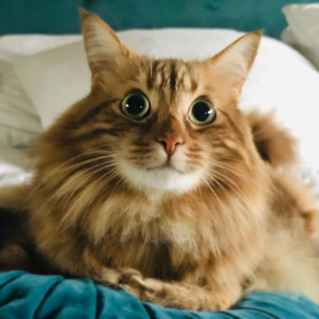 Fuzzball