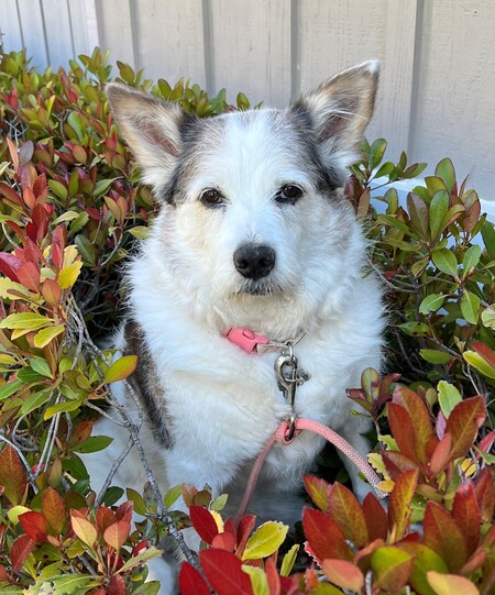 NELLIE